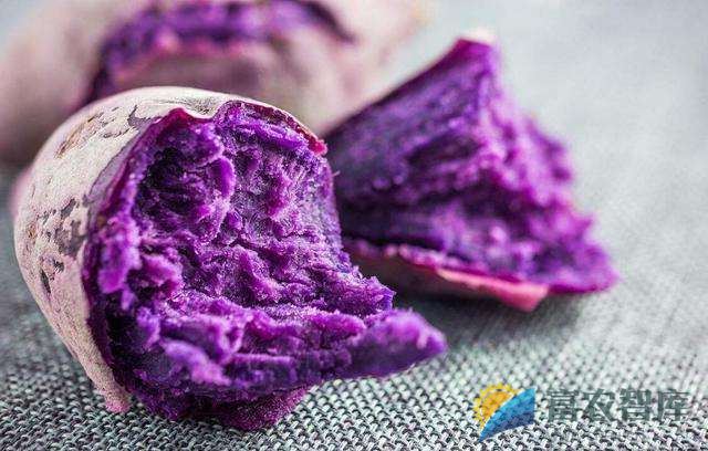 紫色甘薯有哪些品种？