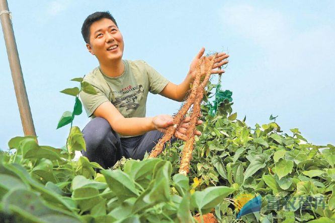 山药应该怎么种?-富农智库