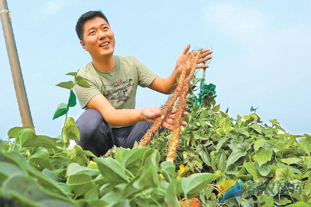 山药应该怎么种？