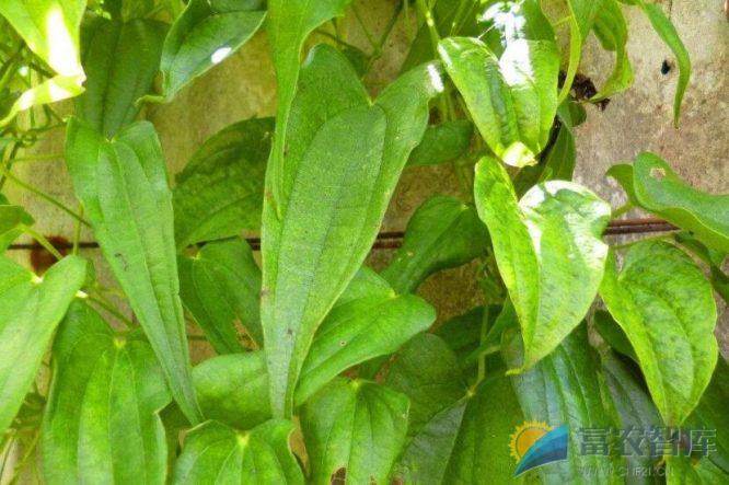 如何提高山药的光合作用效率?-富农智库