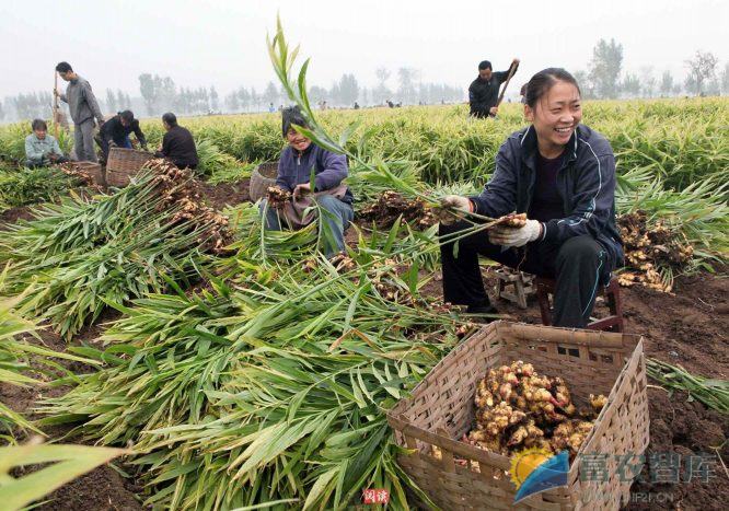 如何种植生姜？