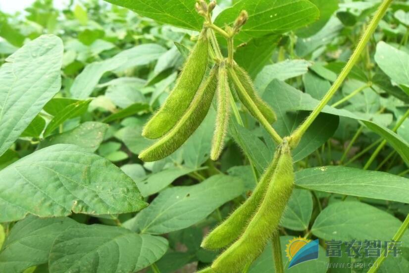 为什么早春毛豆结荚少且荚内籽粒少？
