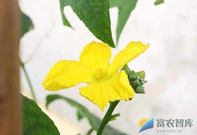 设施栽培的丝瓜怎样进行人工授粉?-富农智库