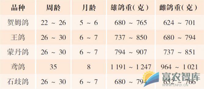 母鸽何时开始繁殖比较好?-富农智库