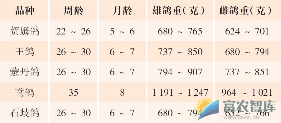 母鸽何时开始繁殖比较好？